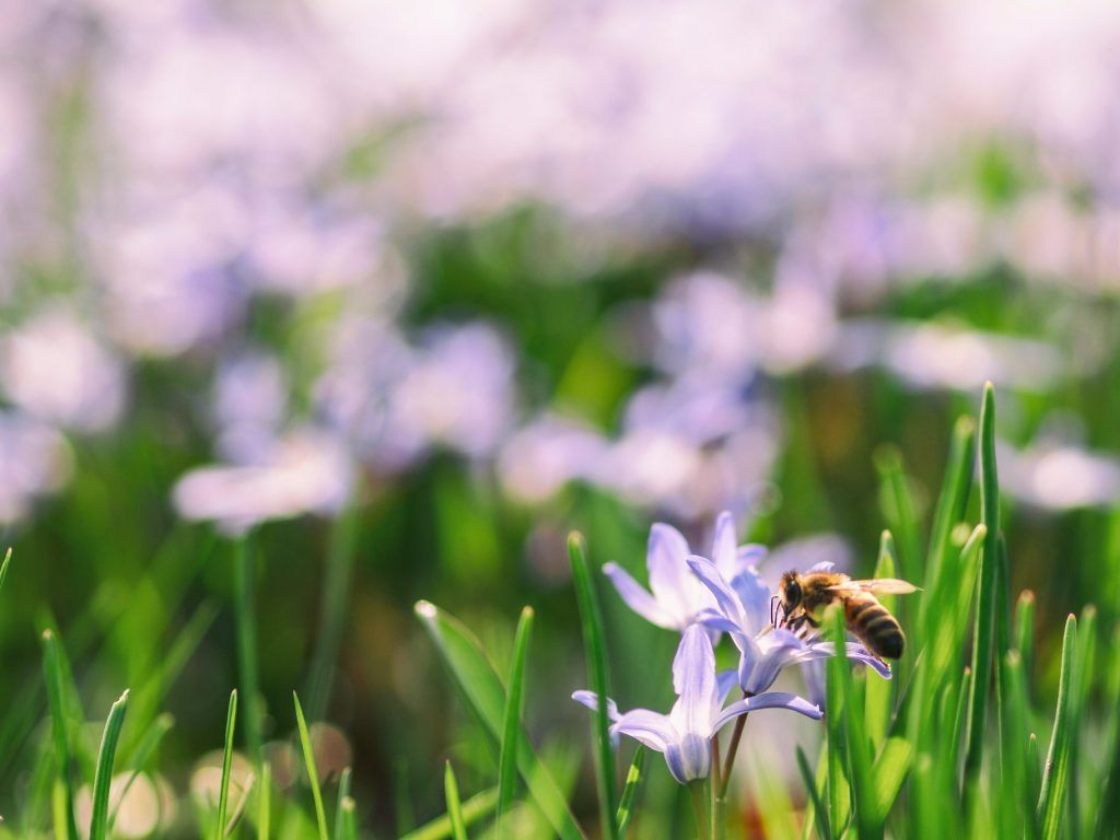 Flowers in Spring