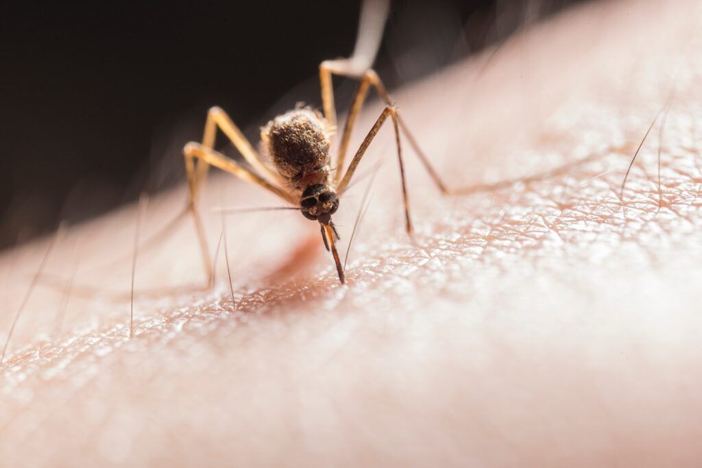 Mosquito biting a person