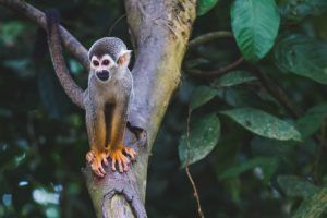 Plan your Own: Adventure in the Amazon jungle