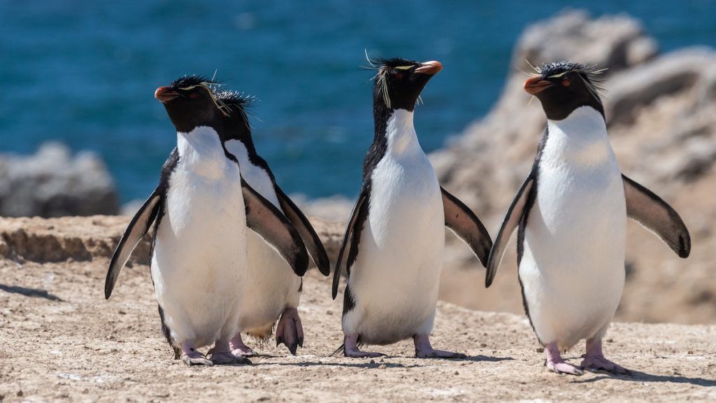 Travel advice and recommended vaccines for the Falkland Islands
